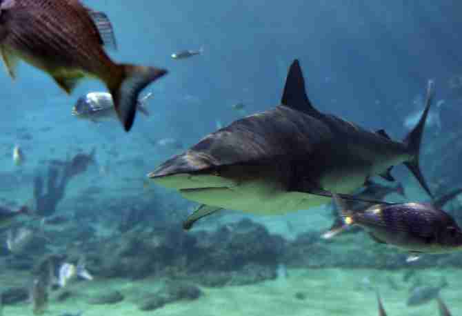 bull shark attack. the ull shark