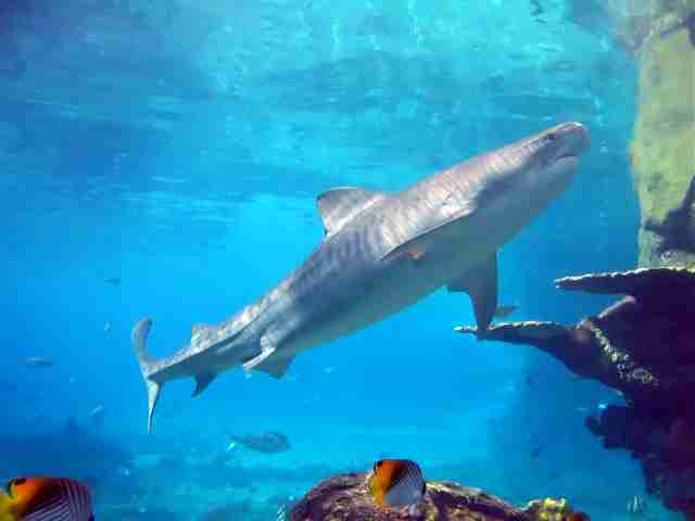 Tiger Sharks Pictures