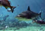Picture of Bull Shark