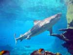Picture of Tiger Shark>
