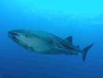 Picture of Tiger Shark>